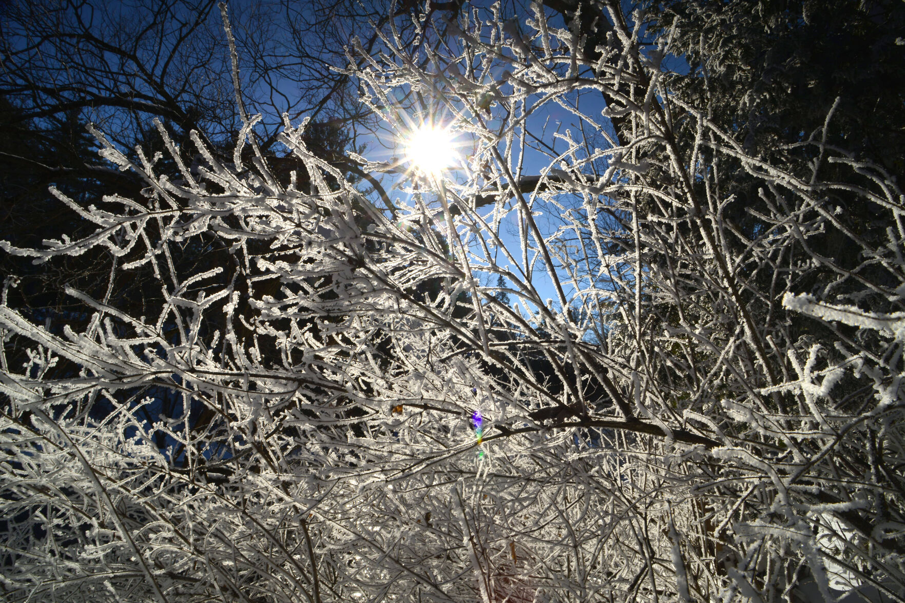 Scenes from the North Country: Hoarfrost
